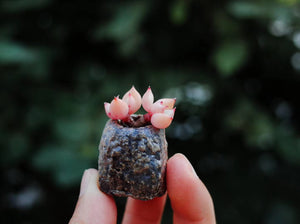 Thriving Mini Succulents: The Ultimate Step-by-Step Guide for Mini Plant Care in Small Pots