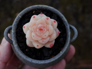 How to Grow Echeveria Succulents: A Comprehensive Guide to Controlled Cultivation, Planting, and Care