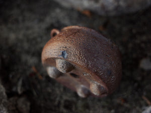 Defect* Natural Ash Glazed Planter/Sculpture - Breathable Wood Fired Pottery with Drainage Hole