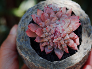 Pipphy's Premium Succulent Soil Gritty Mix