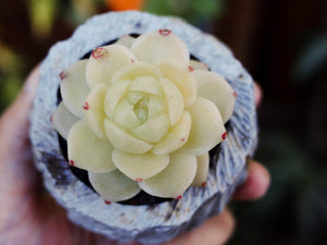 Pipphy's Premium Succulent Soil Gritty Mix