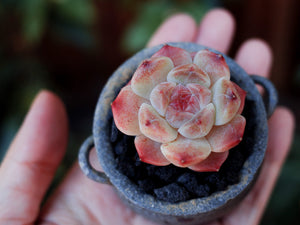 Pipphy's Premium Succulent Soil Gritty Mix
