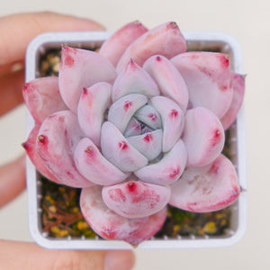Echeveria Blue Bird